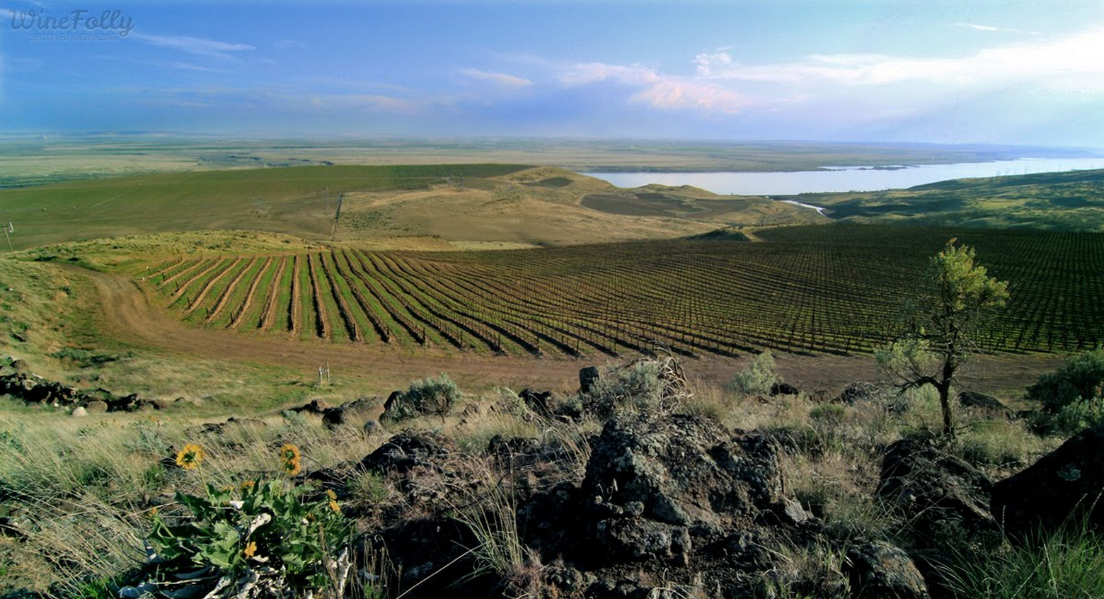 alder ridge vineyards horse heaven hills columbia river washington wine country