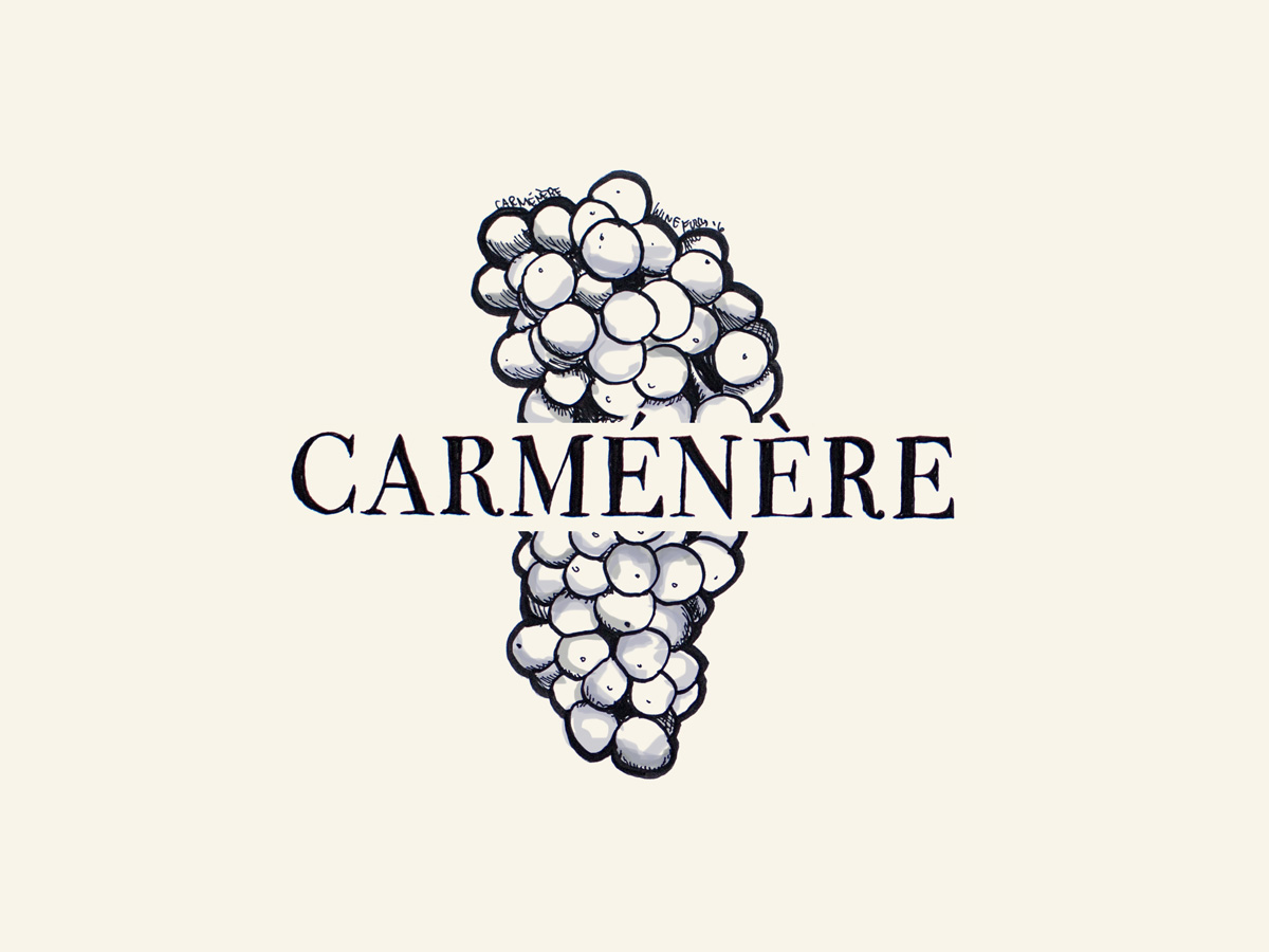 Carmenere wine grapes illustration - Wine Folly