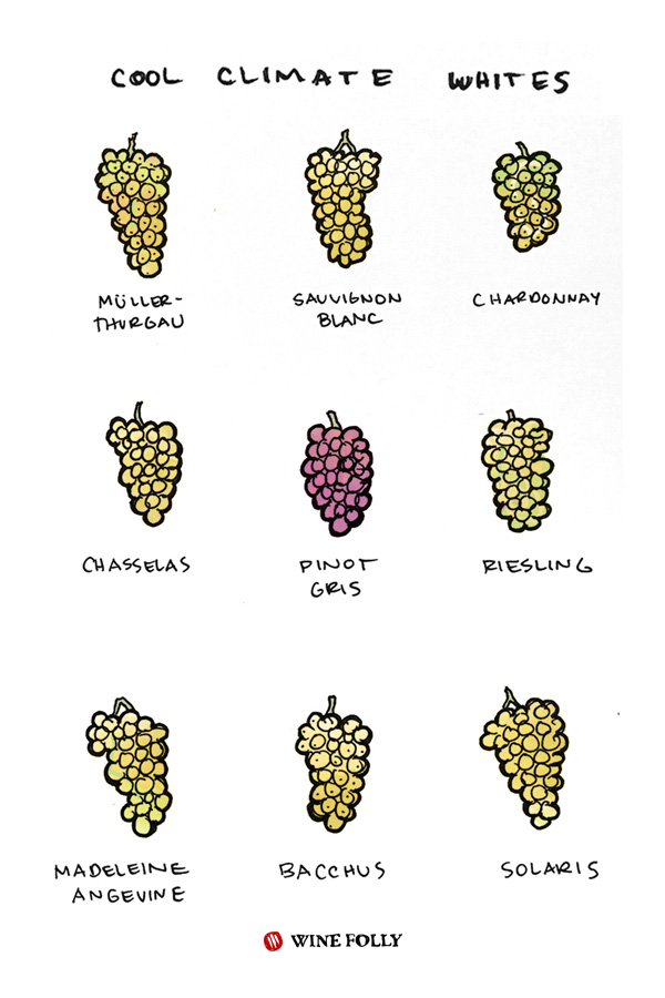 cool-climate-white-wines