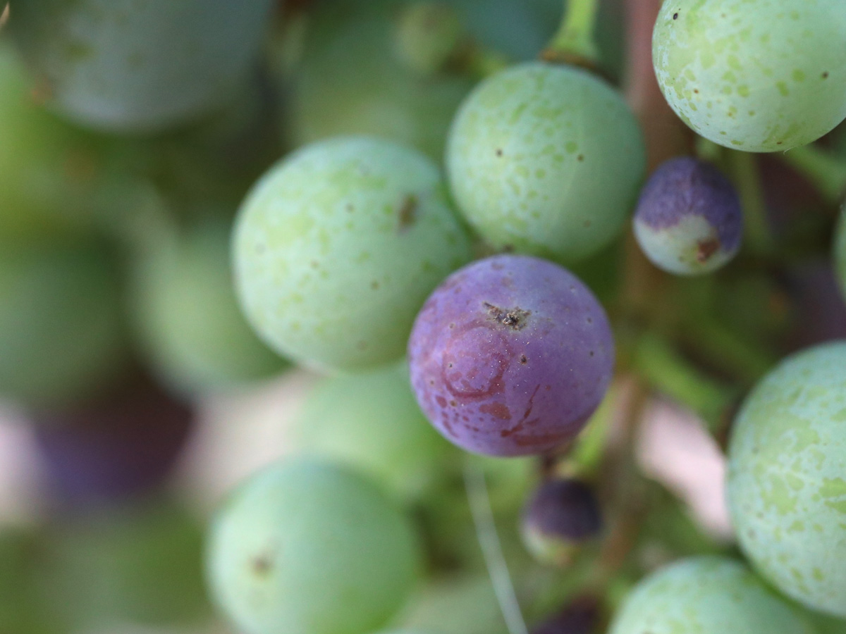 Jordan-Estate-Malbec-2017-Veraison-Grapes