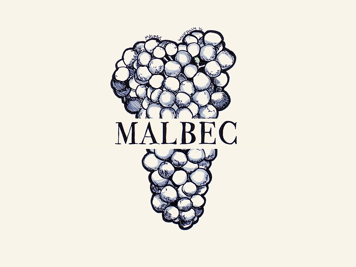 Malbec wine grapes illustration - Wine Folly