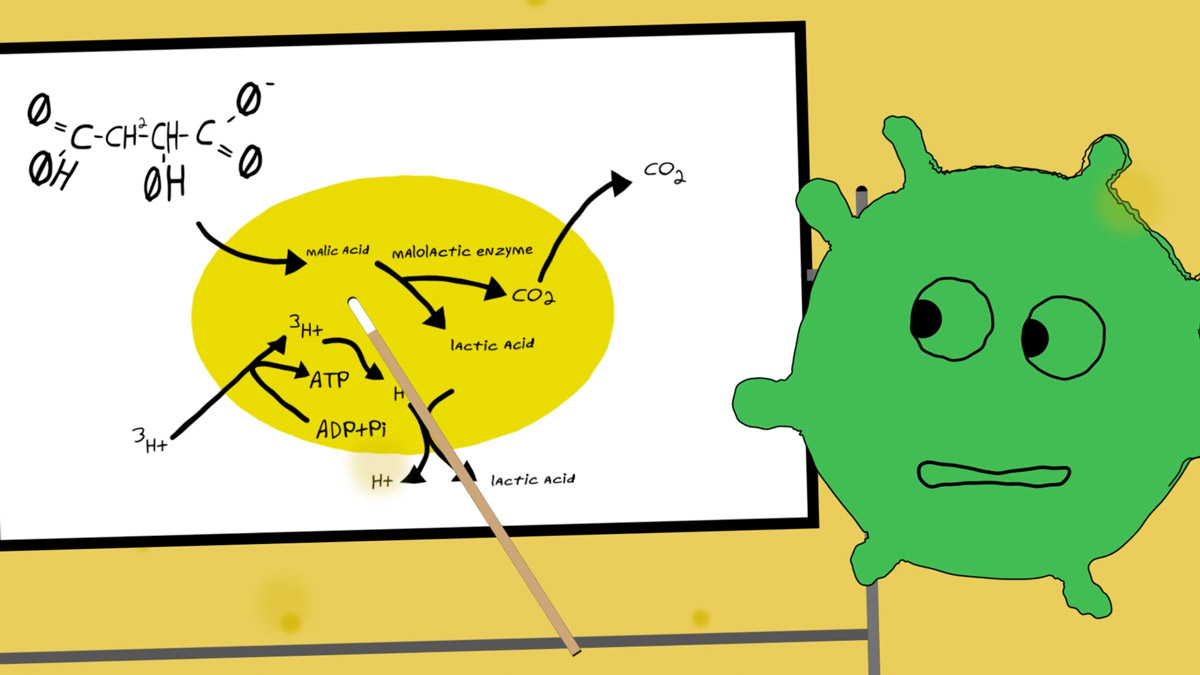 malolactic-fermentation-process