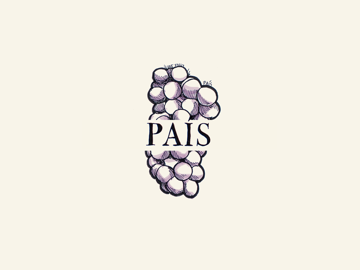 Pais (aka Mission, Misíon, Criolla) wine grapes illustration - Wine Folly