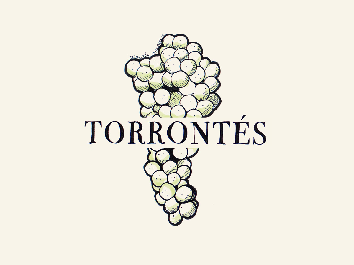 Torrontes wine grapes illustration - Wine Folly