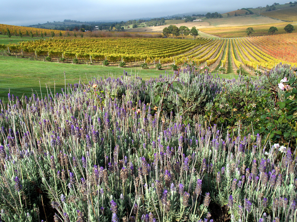 Vineyards at de Bortoli in Yarra Valley with lavender by Steve Lacy