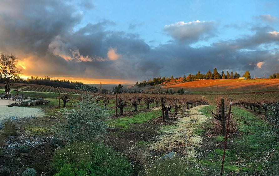 Lava Cap Winery Vineyard in El Dorado Sierra Foothills, California